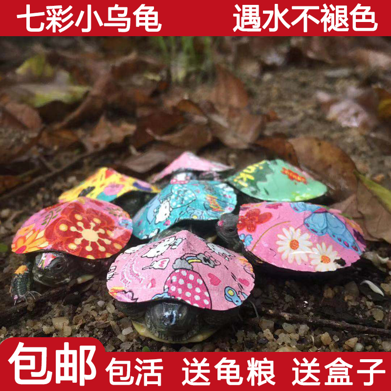 网红多彩色小乌龟活体七彩小乌龟龟苗彩绘巴西龟活体炫彩小宠乌龟|ruв категории животное/Животное питание и принадлежностей, аквариум мира, черепаха/черепаха - от Buy2taobao.com для оказания профессиональной услуги покупки агента Taobao