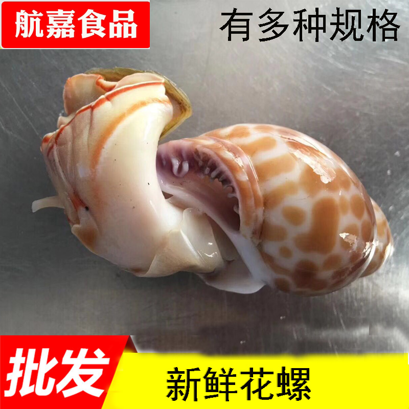 鲜活冷冻花螺 印尼螺 东风花螺肉500g海鲜水产贝类10份广东包邮在类目 水产肉类/新鲜蔬果/熟食, 海鲜/水产品/制品, 贝类, 贝类制品中 - 来自Buy2taobao.com提供专业的淘宝代购服务