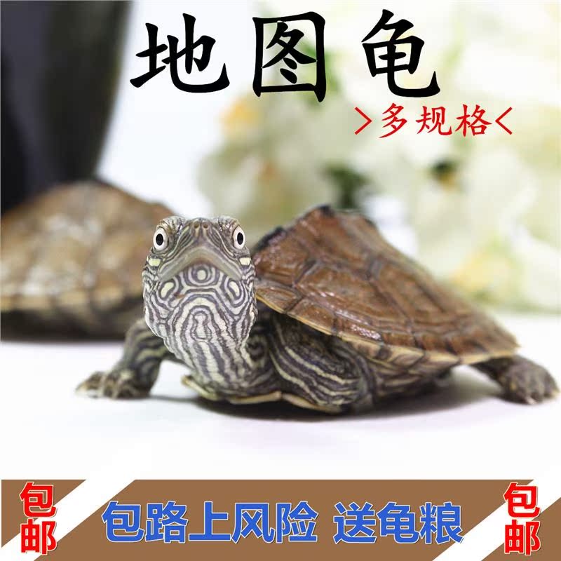 乌龟活体西部红腹锦龟苗混养深水龟吃粪龟宠物观赏吃垃圾清洁龟|ruв категории животное/Животное питание и принадлежностей, аквариум мира, черепаха/черепаха - от Buy2taobao.com для оказания профессиональной услуги покупки агента Taobao