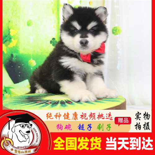 阿拉斯加幼犬纯种 温州赛级阿拉斯加雪橇犬 宠物活体阿拉斯加狗A4|msdalam kategori haiwan peliharaan/makanan haiwan dan bekalan, anjing - dari Buy2taobao.com untuk memberikan perkhidmatan ejen Taobao profesional membeli