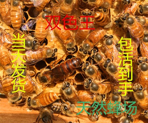 Queen bee of Chinese bee high quality High yield honeybee living thing Spawning Double color Hybridization Mating Aba black Virginin the Pet/Pet food and supplies , Other pets , Other pets category - from Buy2taobao.com to provide professional Taobao agent buy service
