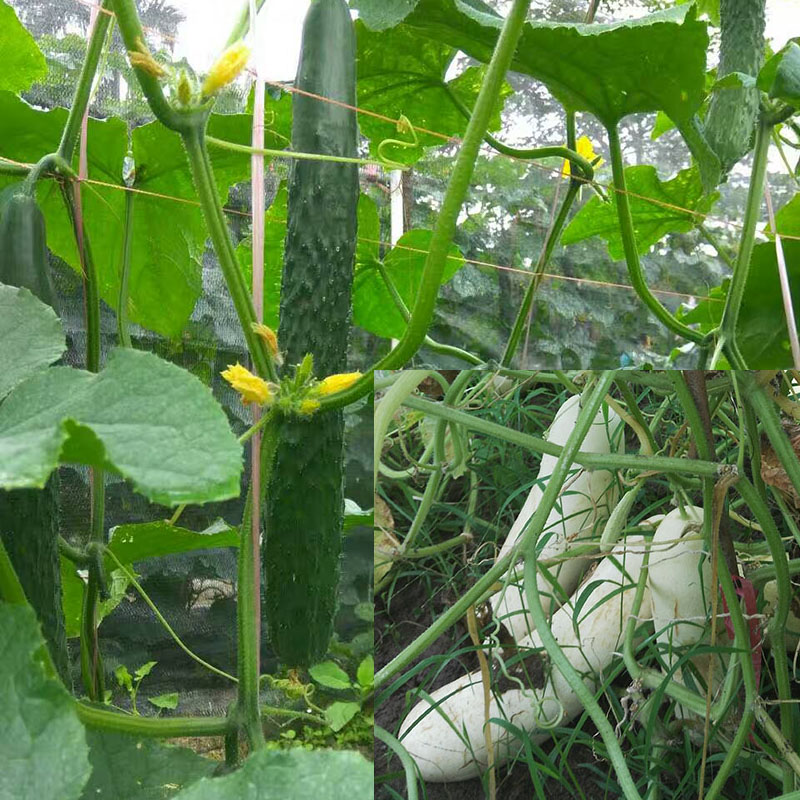 非转基因常规自留老品种白皮黄瓜种子 绿皮黄瓜青皮黄瓜种子在类目 鲜花速递/花卉仿真/绿植园艺, 花卉/蔬果/草坪种子(新), 家庭园艺种子中 - 来自Buy2taobao.com提供专业的淘宝代购服务