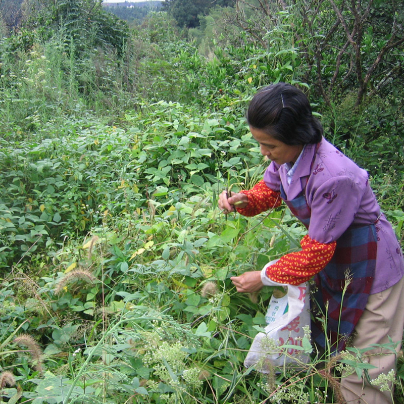 野生赤小豆 农家自采笨红豆 小赤豆 薏米红豆粥原料|msdalam kategori beras/Utara-Selatan barangan kering/perasa, meter/tepung/bijirin, Beans, kacang merah - dari Buy2taobao.com untuk memberikan perkhidmatan ejen Taobao profesional membeli