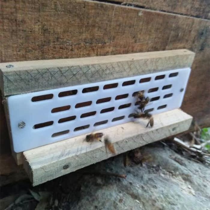 蜂具蜜蜂蜂群蜂箱养蜂专用工具新品全套蜂王活体出售防逃片包邮|msdalam kategori makanan berkhasiat tradisional, Bee, lebah yang lain - dari Buy2taobao.com untuk memberikan perkhidmatan ejen Taobao profesional membeli
