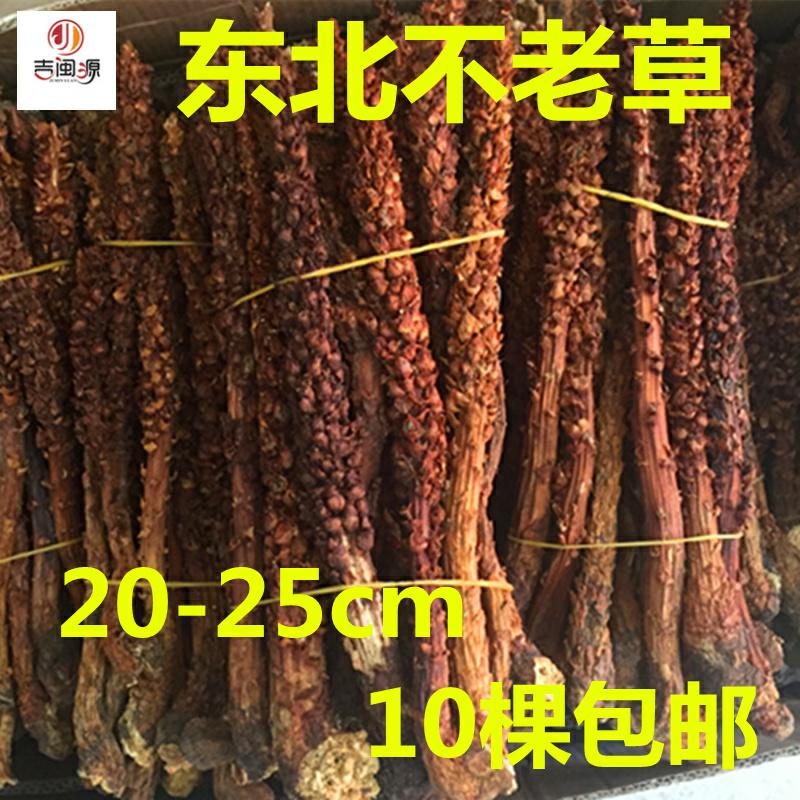 Bu Laocao wild Boschniakia Broomrape Changbai dried food Back to the spring grass 10 Northeast Paojiu Soupin the Traditional nourishing food , Other traditional tonic , Bu Laocao category - from Buy2taobao.com to provide professional Taobao agent buy service
