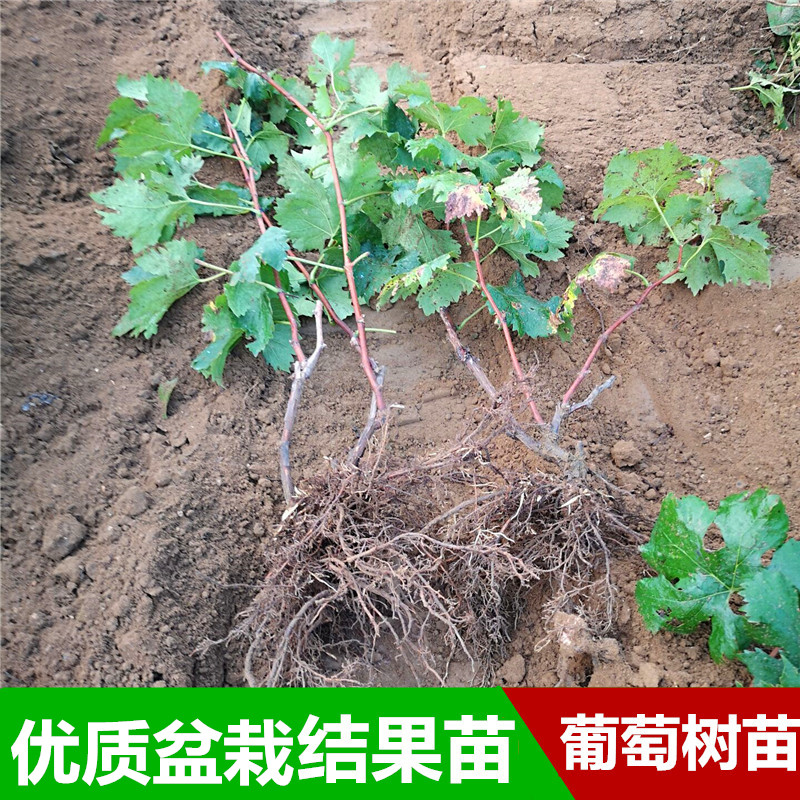 新品种耐冻树葡萄树苗黑加仑树苗醋栗苗树莓苗盆栽地栽南北方种植在类目 鲜花速递/花卉仿真/绿植园艺, 花园植物/行道树/果树, 果树中 - 来自Buy2taobao.com提供专业的淘宝代购服务