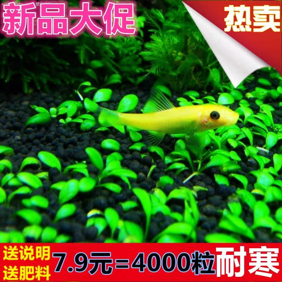 莫斯鱼缸装饰水草种子造景套餐四季草缸活体淡水植物泥懒人水下籽|msdalam kategori haiwan peliharaan/makanan haiwan dan bekalan, Aquarium World, tangki ikan akuarium dan kelengkapan lain, akuatik - dari Buy2taobao.com untuk memberikan perkhidmatan ejen Taobao profesional membeli