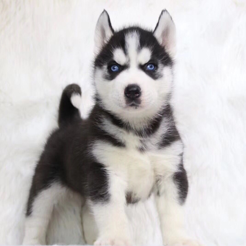 出售纯种哈士奇犬幼犬活体萨摩耶大型犬阿拉斯加二哈家养宠物狗狗|ruв категории животное/Животное питание и принадлежностей, собака - от Buy2taobao.com для оказания профессиональной услуги покупки агента Taobao