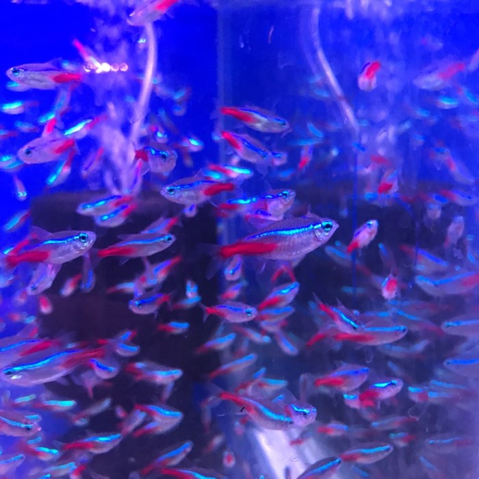 部分省满70红绿灯鱼活体热带鱼孔雀鱼练手鱼玻璃鱼透明鱼包邮在类目 宠物/宠物食品及用品, 水族世界, 鱼中 - 来自Buy2taobao.com提供专业的淘宝代购服务