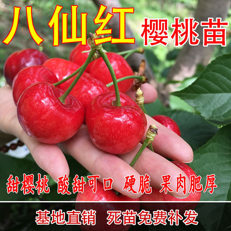 果树苗 八仙红樱桃树苗 嫁接大樱桃苗车厘子樱桃苗黑樱桃当年结果|ruв категории доставка цветов/цветок моделирования/растения садоводства, садовое растение/даосское дерево/фруктовых деревьев, фруктовых деревьев - от Buy2taobao.com для оказания профессиональной услуги покупки агента Taobao
