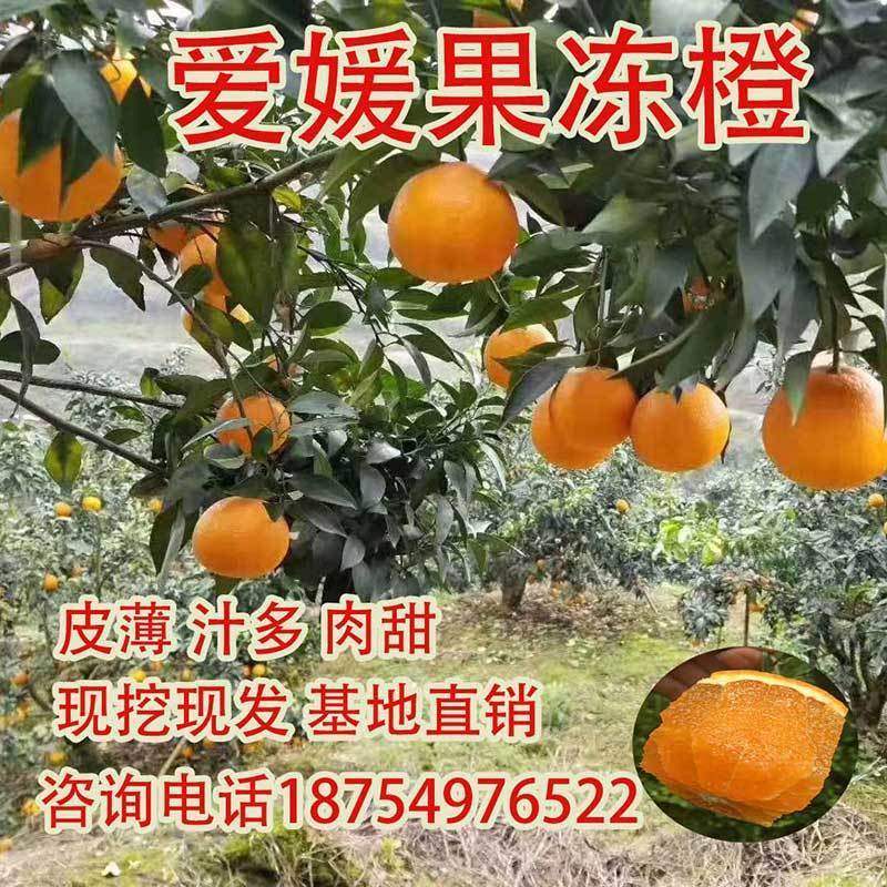 果树苗橙子树苗红心脐橙赣南脐橙嫁接橙子苗塔罗科血橙盆栽地栽在类目 鲜花速递/花卉仿真/绿植园艺, 花园植物/行道树/果树, 果树中 - 来自Buy2taobao.com提供专业的淘宝代购服务