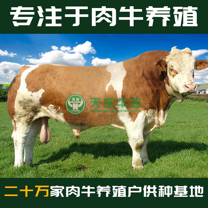 西门塔尔小牛犊3-6个月活牛出售活体小牛肉牛犊活体纯种贵州云南在类目 宠物/宠物食品及用品, 其它宠物, 其它宠物中 - 来自Buy2taobao.com提供专业的淘宝代购服务