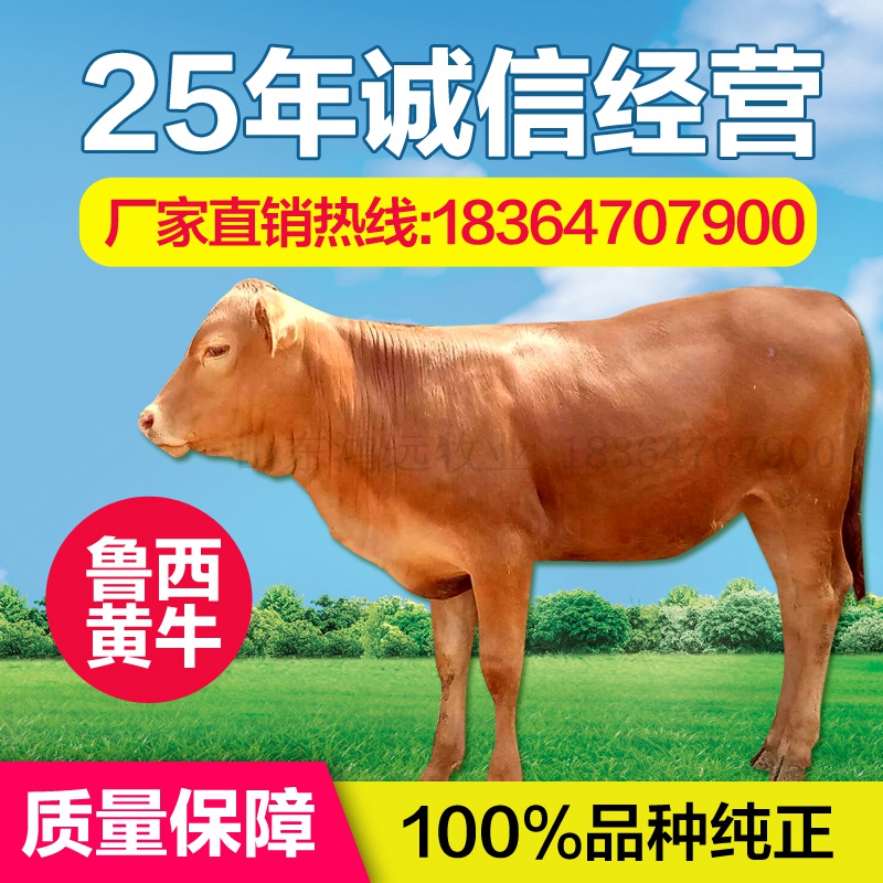 Calf Beef cattle living thing Luxi cattle living thing 3-6 A month Calf living thing Simmental Hunanin the Pet/Pet food and supplies , Other pets , Other pets category - from Buy2taobao.com to provide professional Taobao agent buy service