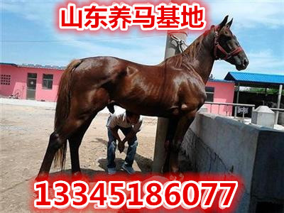 马活体 景区骑乘马出售 蒙古马活马真马 半血马纯血马 高头大马在类目 宠物/宠物食品及用品, 马类及其用品, 马中 - 来自Buy2taobao.com提供专业的淘宝代购服务