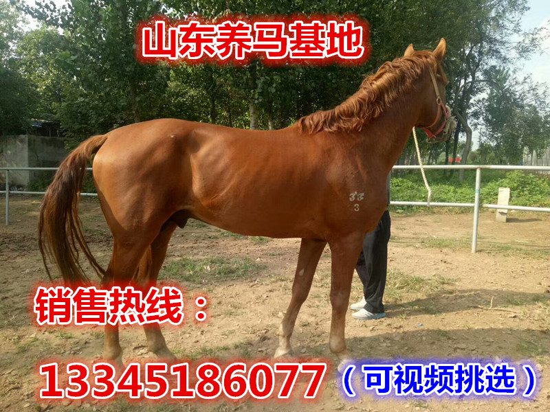 活馬出售真馬 蒙古馬活體 純血馬幼馬景區用馬寵物小矮馬兒童騎在類目 寵物/寵物食品及用品, 馬類及其用品, 馬中 - 來自Buy2taobao.com提供專業的淘寶代購服務