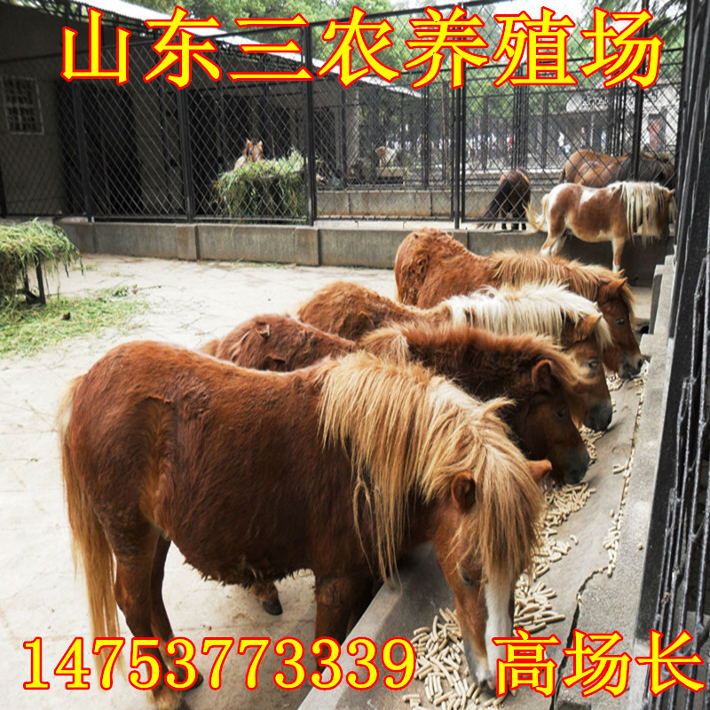 living thing Horse Sell Mongolia . ride horse How many? Pets Pony living thing largein the Pet/Pet food and supplies , Equine and supplies , Horse category - from Buy2taobao.com to provide professional Taobao agent buy service