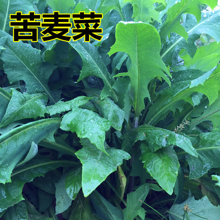 苦荬菜种子 多年生牧草草籽 鱼猪鸡鸭鹅苦麻菜苦麦菜苦买菜苦卖菜|msdalam kategori keluarga memasang ibu, perlindungan alam sekitar/Selain rasa/penyelenggaraan, kempen perlindungan alam sekitar, lain - dari Buy2taobao.com untuk memberikan perkhidmatan ejen Taobao profesional membeli