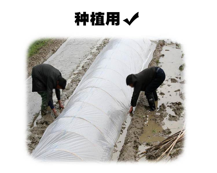 Agriculture Shed Dedicated film 2 m white transparent thickening Film heat preservation Sapling protect Dedicated Filmin the Agricultural Machinery/Farm tools/Plastic sheeting , Plastic sheeting/Tarpaulin/Network cover/Greenhouse , Agricultural film category - from Buy2taobao.com to provide professional Taobao agent buy service