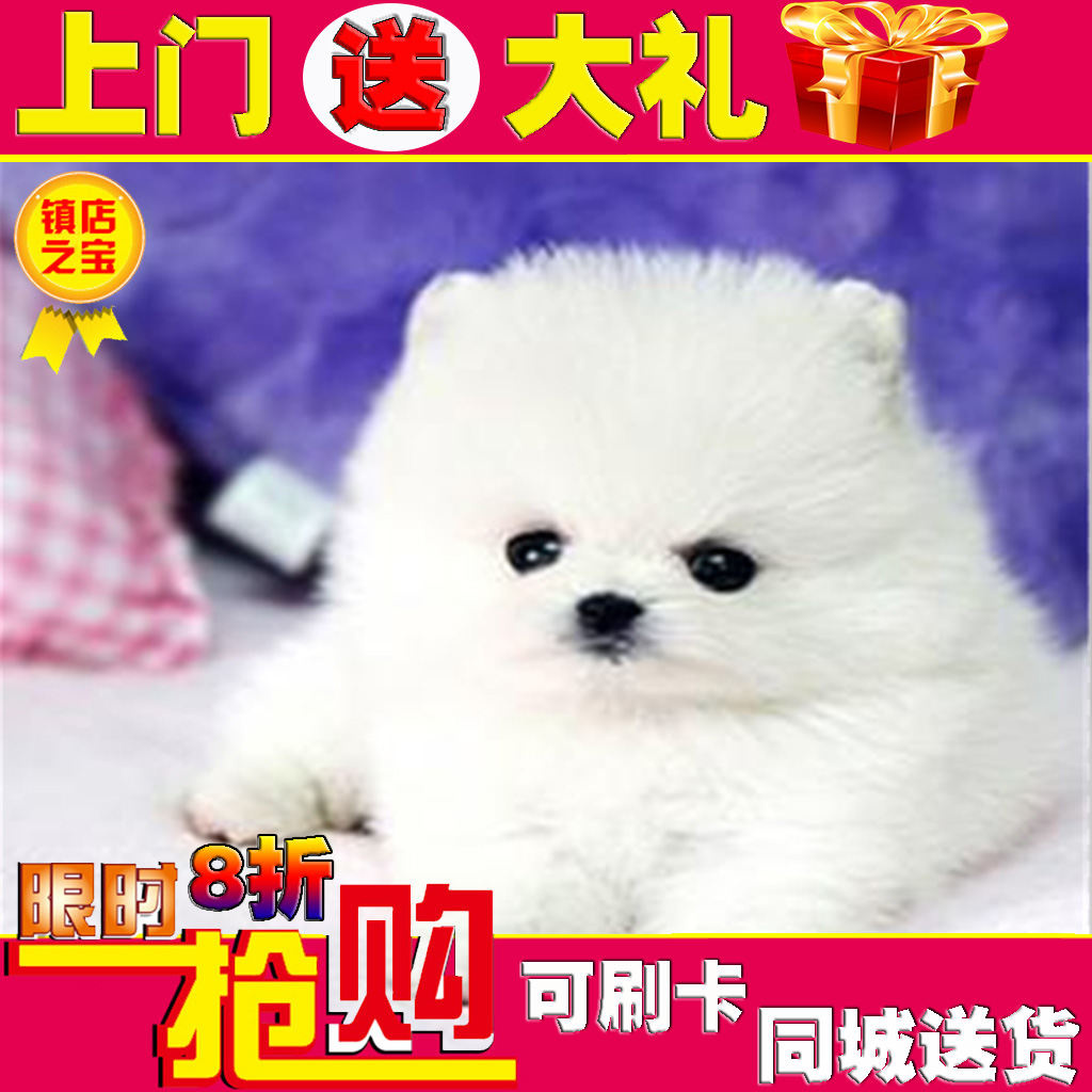 Chengdu Pomeranian/Sell Thoroughbred Mini dogs Pocket Dog Teacup dogs/Puppies/Small dogs/Vaccines have donein the Pet/Pet food and supplies , Dogs category - from Buy2taobao.com to provide professional Taobao agent buy service