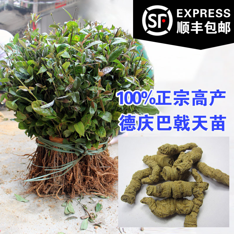正宗肇庆德庆巴戟苗高要巴戟天苗特级野生药材种苗鸡肠风树苗包邮|msdalam kategori penghantaran bunga/bunga simulasi/tumbuhan berkebun, bunga/Tumbuh-tumbuhan tumbuh-tumbuhan pasu (baru), tumbuh-tumbuhan hijau - dari Buy2taobao.com untuk memberikan perkhidmatan ejen Taobao profesional membeli