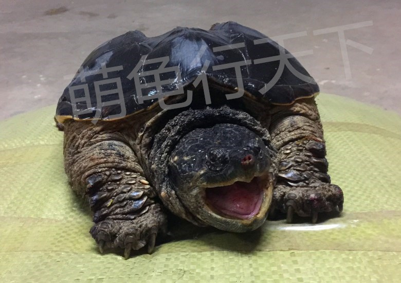 乌龟活物 淡水宠物龟大乌龟大鳄龟龟水陆龟鳄龟1-10斤包邮在类目 宠物/宠物食品及用品, 水族世界, 龟/鳖中 - 来自Buy2taobao.com提供专业的淘宝代购服务