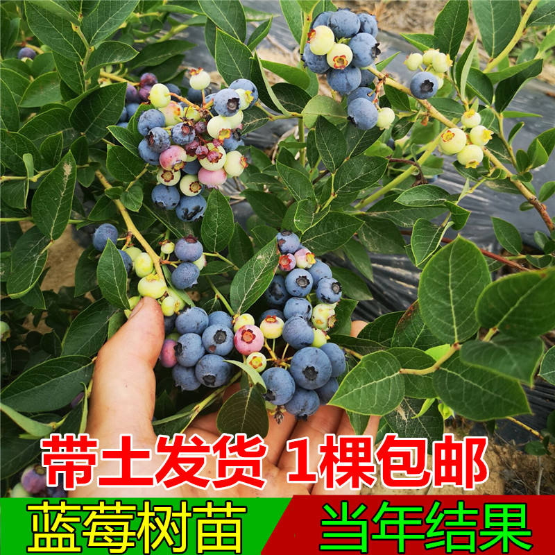 果樹苗 南方盆栽藍莓樹苗南高叢和兔眼藍梅苗 帶花苞發貨全國飄在類目 鮮花速遞/花卉仿真/綠植園藝, 花園植物/行道樹/果樹, 果樹中 - 來自Buy2taobao.com提供專業的淘寶代購服務