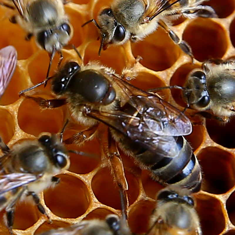 queen bee queen bee high quality Improved variety High yield honeybee living thing Spawning Double color honeybeein the Pet/Pet food and supplies , Other pets , Other pets category - from Buy2taobao.com to provide professional Taobao agent buy service