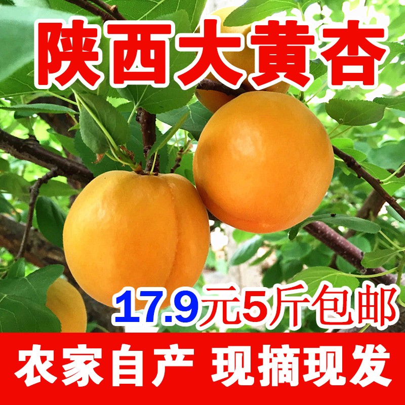2019现摘现发杏子新鲜大黄杏金太阳甜杏水果当季应季整箱5斤包邮|ruв категории водной мясо/свежие фрукты и овощи/еда, свежие фрукты, другие - от Buy2taobao.com для оказания профессиональной услуги покупки агента Taobao