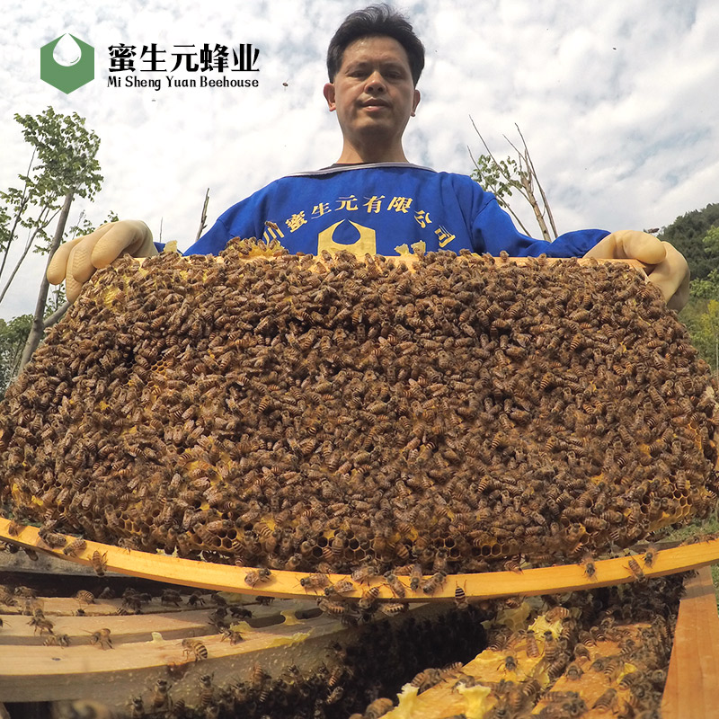 中蜂蜂群出售阿坝蜜蜂活体优质良种土密蜂王种王带子脾高产蜜型华|ruв категории животное/Животное питание и принадлежностей, других домашних животных, других домашних животных - от Buy2taobao.com для оказания профессиональной услуги покупки агента Taobao
