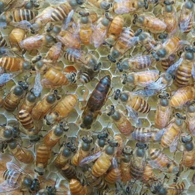 living thing Queen bee of Chinese bee Virgin King of production Spawning Black king Aba Mating Double color honeybee Virginin the Pet/Pet food and supplies , Other pets , Other pets category - from Buy2taobao.com to provide professional Taobao agent buy service