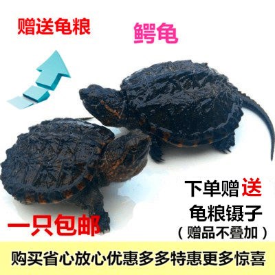 乌龟活体北美小鳄龟活体鳄鱼龟杂佛鳄龟大龟苗宠物龟观赏龟水龟|msdalam kategori haiwan peliharaan/makanan haiwan dan bekalan, Aquarium World, penyu/penyu - dari Buy2taobao.com untuk memberikan perkhidmatan ejen Taobao profesional membeli