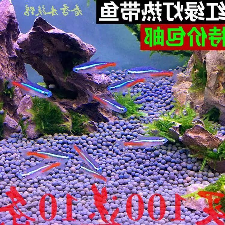 【】红绿灯鱼观赏鱼50条装小型灯科热带活体绿莲灯群游草缸|ruв категории животное/Животное питание и принадлежностей, аквариум мира, рыба - от Buy2taobao.com для оказания профессиональной услуги покупки агента Taobao