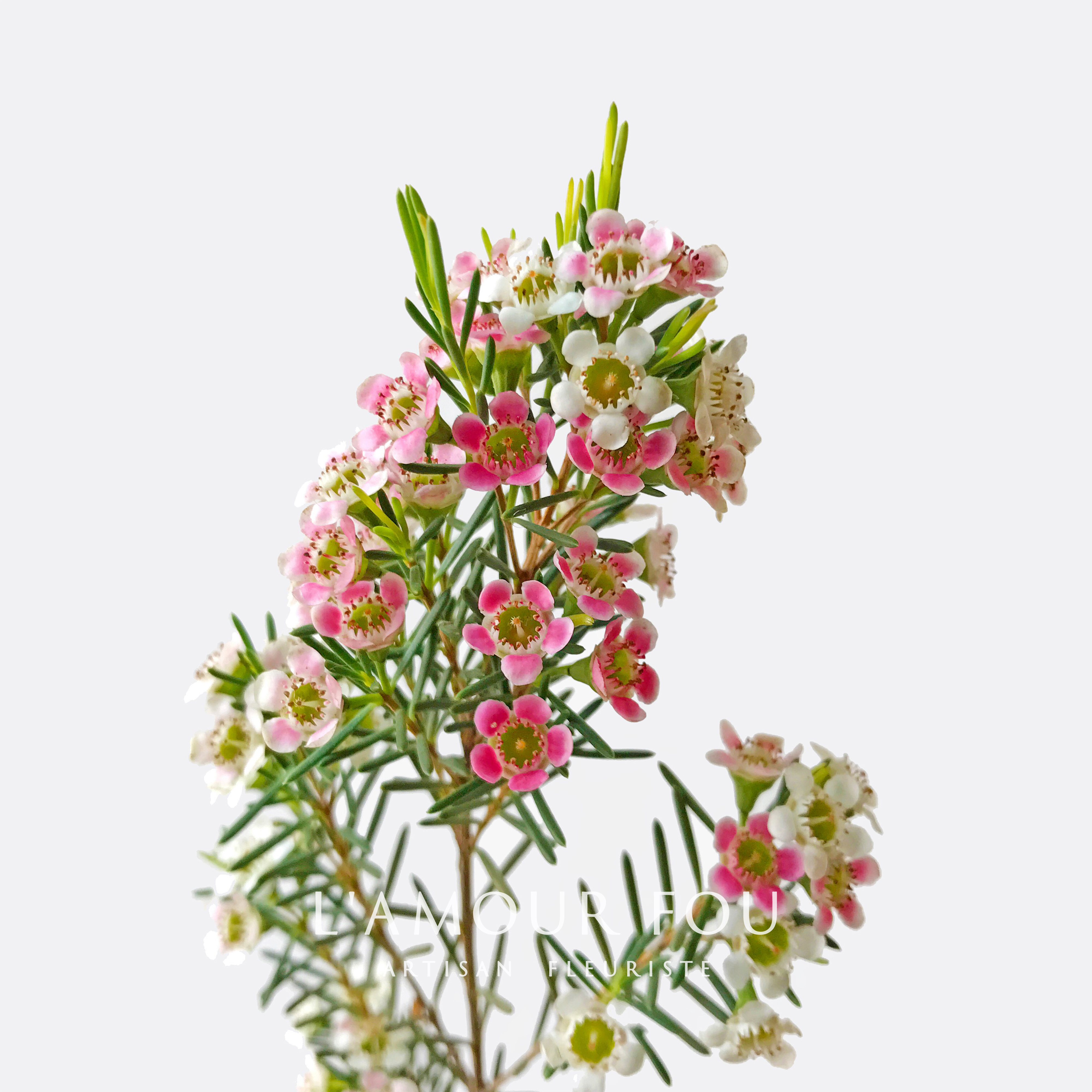 澳洲進口臘梅 梅花 鮮切花 黃色 粉色 白色小臘梅在類目 鮮花速遞/花卉仿真/綠植園藝, 花卉/綠植盆栽(新), 花卉中 - 來自Buy2taobao.com提供專業的淘寶代購服務