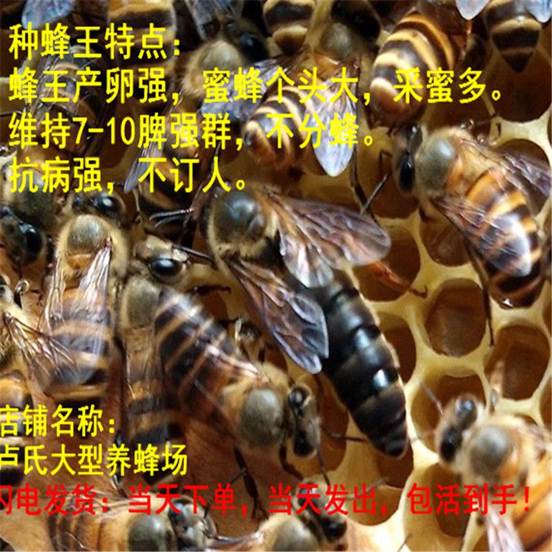 活体仓王蜂王阿坝中蜂蜂王种王蜜蜂王阿坝王中蜂王土蜂王蜜蜂群|msdalam kategori haiwan peliharaan/makanan haiwan dan bekalan, haiwan kesayangan yang lain, haiwan kesayangan yang lain - dari Buy2taobao.com untuk memberikan perkhidmatan ejen Taobao profesional membeli