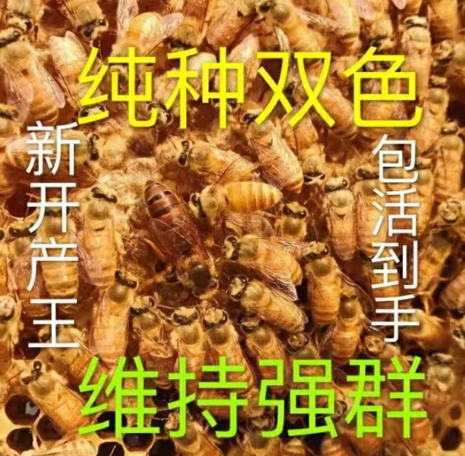 King of two colors queen bee honeybee Bee species queen bee living thing queen bee Spawning queen beein the Pet/Pet food and supplies , Other pets , Other pets category - from Buy2taobao.com to provide professional Taobao agent buy service