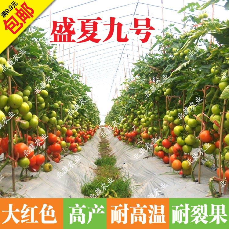 大红大果高产精品西红柿耐热红柿子籽春夏秋大田大棚菜园在类目 鲜花速递/花卉仿真/绿植园艺, 花卉/蔬果/草坪种子(新), 家庭园艺种子中 - 来自Buy2taobao.com提供专业的淘宝代购服务
