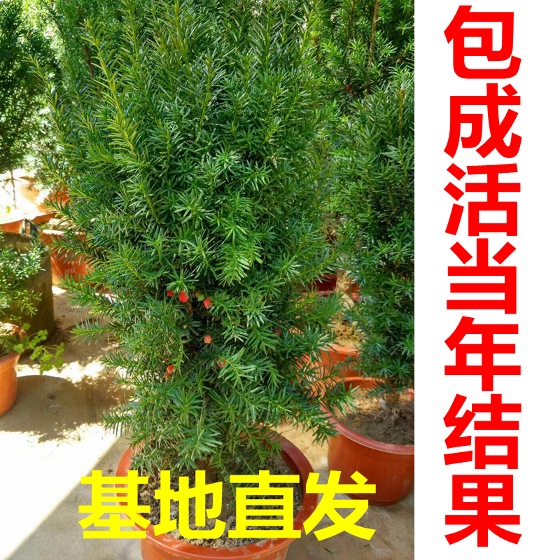 [带果发货】红豆杉树苗当年结果正宗曼地亚盆栽室内大型绿植在类目 鲜花速递/花卉仿真/绿植园艺, 花卉/绿植盆栽(新), 绿植中 - 来自Buy2taobao.com提供专业的淘宝代购服务
