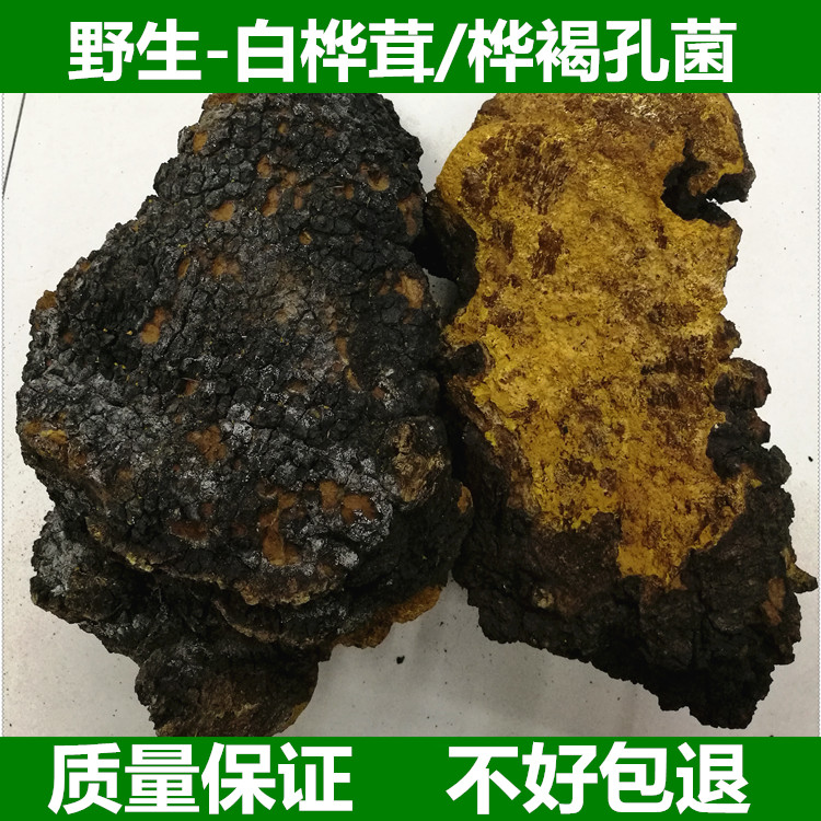 野生白桦茸 桦褐孔菌 桦樹淚茸黃 桦樹茶飲品250克 免費切片磨粉在類目 傳統滋補營養品, 靈芝, 整枝靈芝中 - 來自Buy2taobao.com提供專業的淘寶代購服務