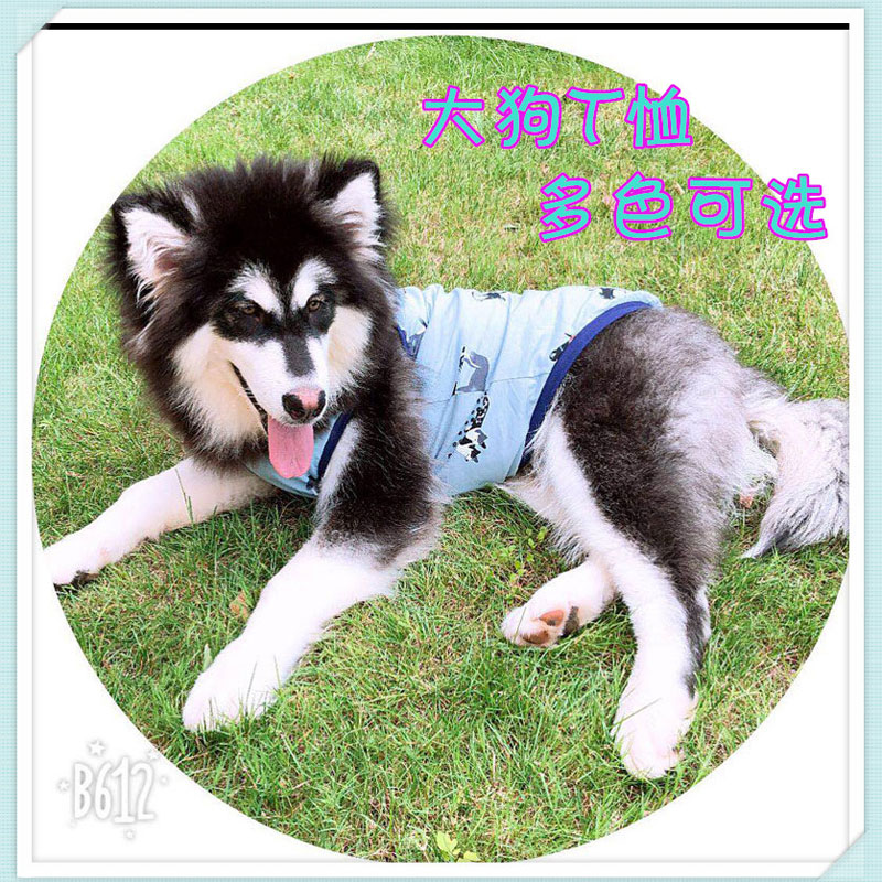 狗狗衣服 夏季中大型犬T恤幼犬薩摩耶金毛博美大狗夏裝背心透氣薄在類目 寵物/寵物食品及用品, 寵物服飾及配件, 寵物服裝/雨衣中 - 來自Buy2taobao.com提供專業的淘寶代購服務