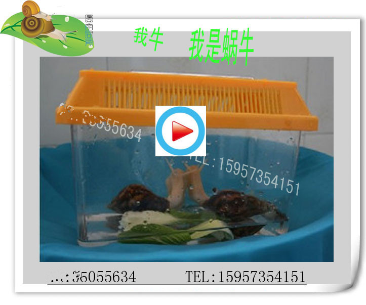 Science lesson Dedicated White jade Snail Pets Snail living thing cosmetology Snail Edible snailin the Pet/Pet food and supplies , Other pets , Other pets category - from Buy2taobao.com to provide professional Taobao agent buy service