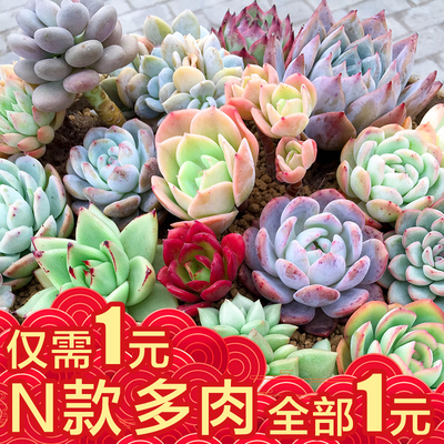 多肉植物 多肉1元清仓新手必备好养室内组合超萌肉肉植物盆栽绿植