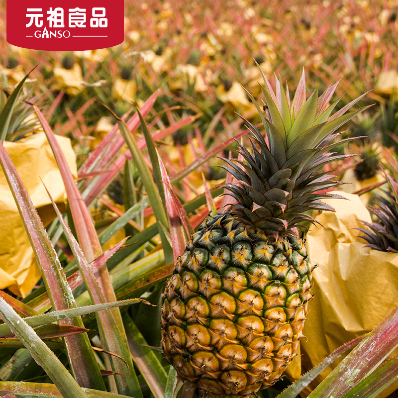 元祖台湾水果礼盒-元祖金钻凤梨2入一盒当季新鲜|msdalam kategori daging perikanan/Buah-buahan segar dan sayur-sayuran/dimasak, buah-buahan segar, lain - dari Buy2taobao.com untuk memberikan perkhidmatan ejen Taobao profesional membeli
