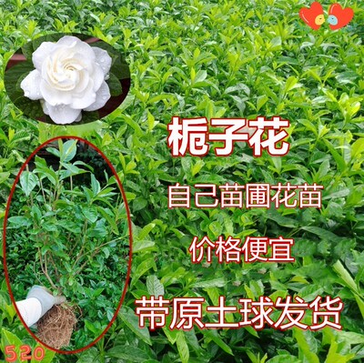 牡丹大花大叶中叶小叶栀子花盆栽绿化庭院室内桌面摆放包邮