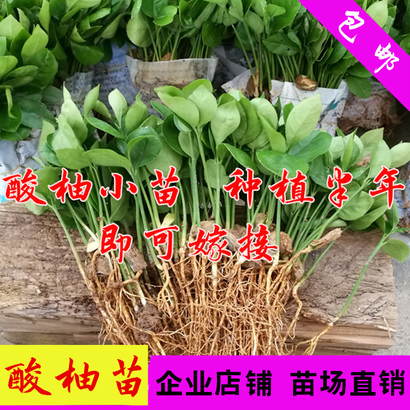 柚子苗 酸柚苗 柚子實生苗 柚子砧木三紅蜜柚紅心柚沙田柚苗包郵在類目 鮮花速遞/花卉仿真/綠植園藝, 花園植物/行道樹/果樹, 果樹中 - 來自Buy2taobao.com提供專業的淘寶代購服務