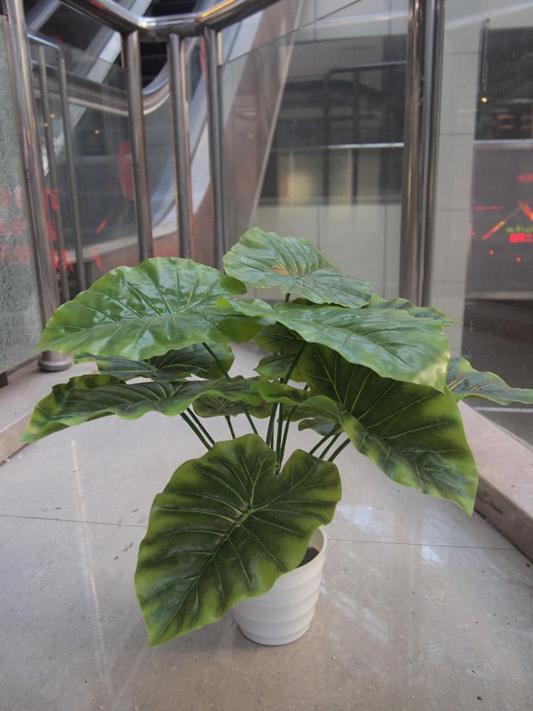 大量供应仿真小盆景 仿真植物树 酒店装饰手感小绿萝滴水观音|msdalam kategori Aksesori rumah, pasu/bunga/bunga tiruan/perhiasan imitasi, simulasi tumbuhan bonsai - dari Buy2taobao.com untuk memberikan perkhidmatan ejen Taobao profesional membeli