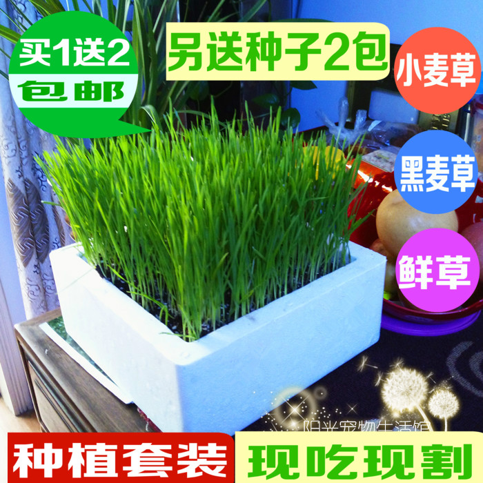 包邮 鲜草种植套装 黑麦草小麦草现吃现割兔子龙猫爬行龟陆龟饲料|msdalam kategori haiwan peliharaan/makanan haiwan dan bekalan, Arnab dan bekalan, Bunny rumput kering - dari Buy2taobao.com untuk memberikan perkhidmatan ejen Taobao profesional membeli