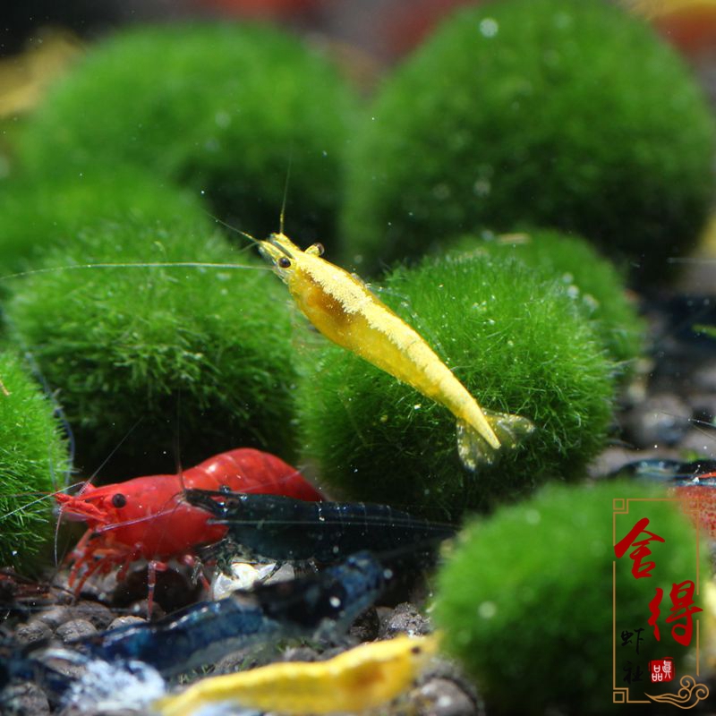观赏虾活体金背黄金米工具虾宠物除藻虾黄色淡水虾29.9元包邮在类目 宠物/宠物食品及用品, 水族世界, 虾中 - 来自Buy2taobao.com提供专业的淘宝代购服务