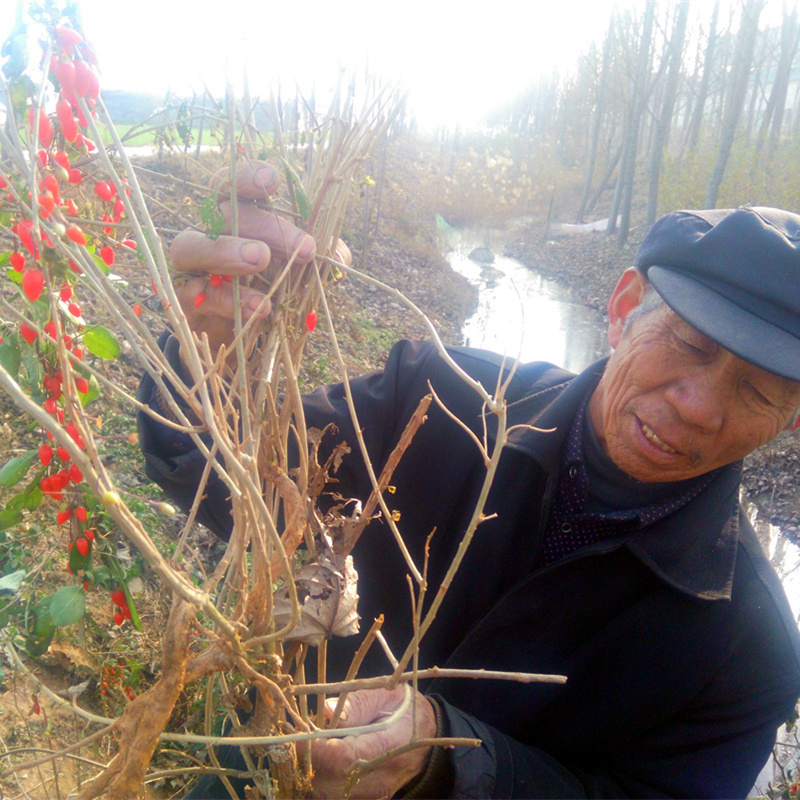山东农家枸杞子干 枸杞 枸杞菊花茶 新货苟杞子500g 花草茶无硫熏在类目 传统滋补营养品, 枸杞及其制品, 枸杞中 - 来自Buy2taobao.com提供专业的淘宝代购服务