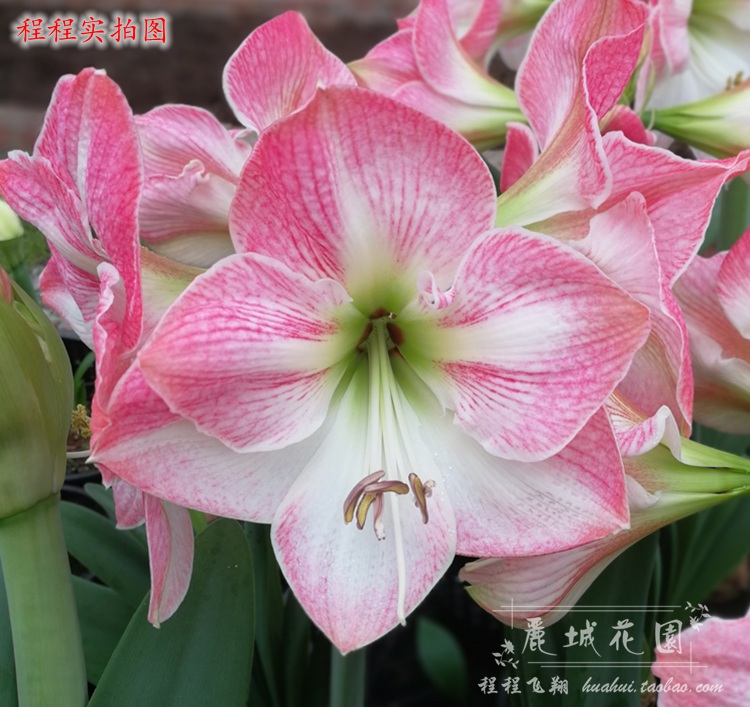 預訂-11月底【花蘋果】荷蘭進口朱頂紅種球/多年生球根花卉G300在類目 鮮花速遞/花卉仿真/綠植園藝, 花卉/蔬果/草坪種子(新), 種球中 - 來自Buy2taobao.com提供專業的淘寶代購服務