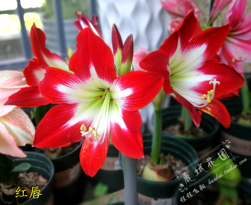 预订-11月底【红唇】荷兰进口朱顶红种球/多年生球根花卉G300在类目 鲜花速递/花卉仿真/绿植园艺, 花卉/蔬果/草坪种子(新), 种球中 - 来自Buy2taobao.com提供专业的淘宝代购服务